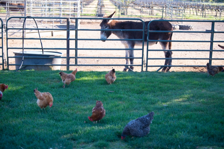 A donkey watching chickens on the grass