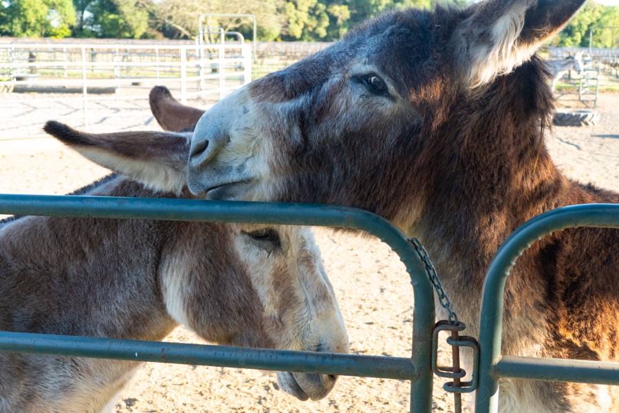 One donkey gently nuzzles another at the pasture gate