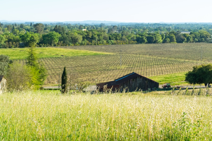 The sanctuary barn and vineyard seen across a sunlit pasture