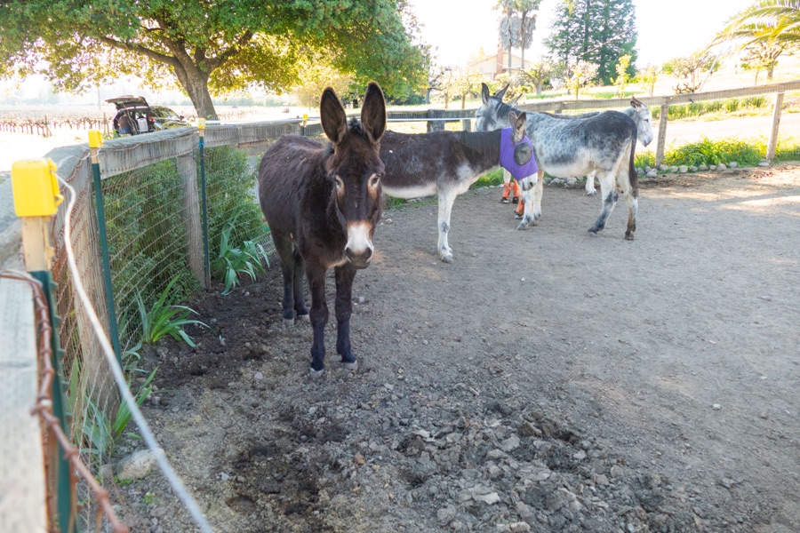 Three donkeys in the yard at sunset