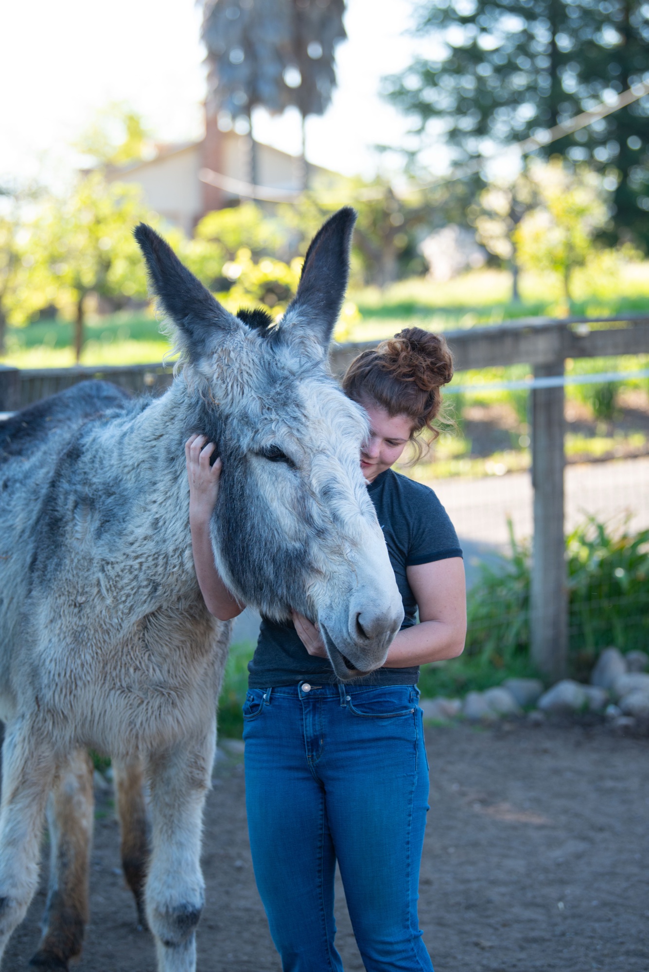 A volunteer holds a rescued gray donkey, face to face